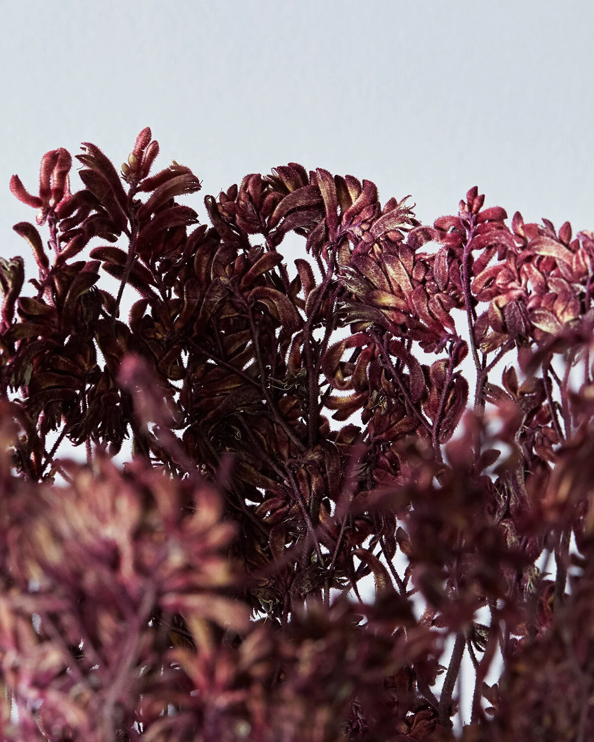 Detail | Kangaroo paw