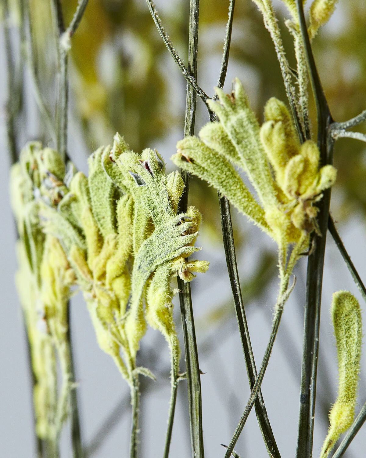 Detail | Yellow Kangaroo Paw