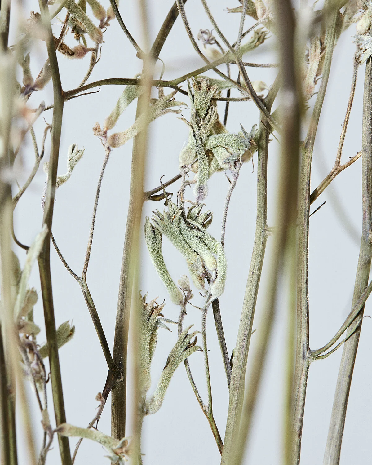 Detail | Green Kangaroo Paw