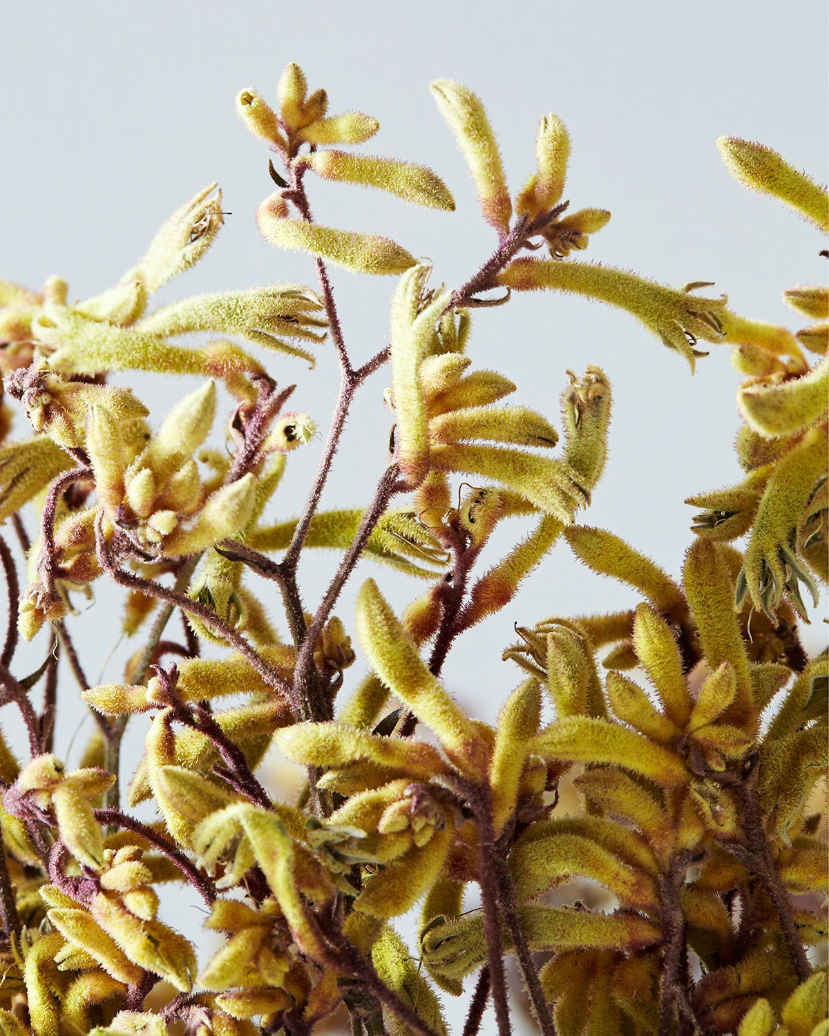 Detail | Yellow Kangaroo Paw
