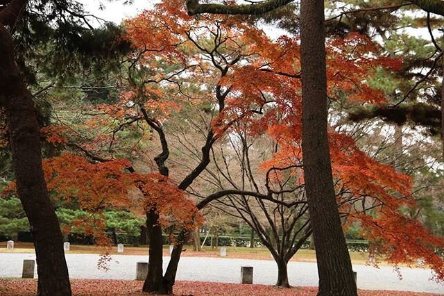 A trip to Kyoto with my family. It was autumn and it's full of vivid shades along with brisky freshness.
Sometimes or most of times to some, the birth of beauty is random and instinctive. 
Some other times it's about pure execution.
*
*
*
*
*
#design