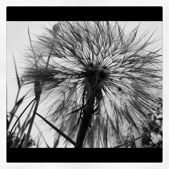 dandelion.jpg