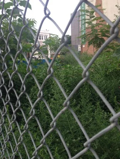 Weed it & reap: Overgrown lot at 125th St. still a Harlem eyesore