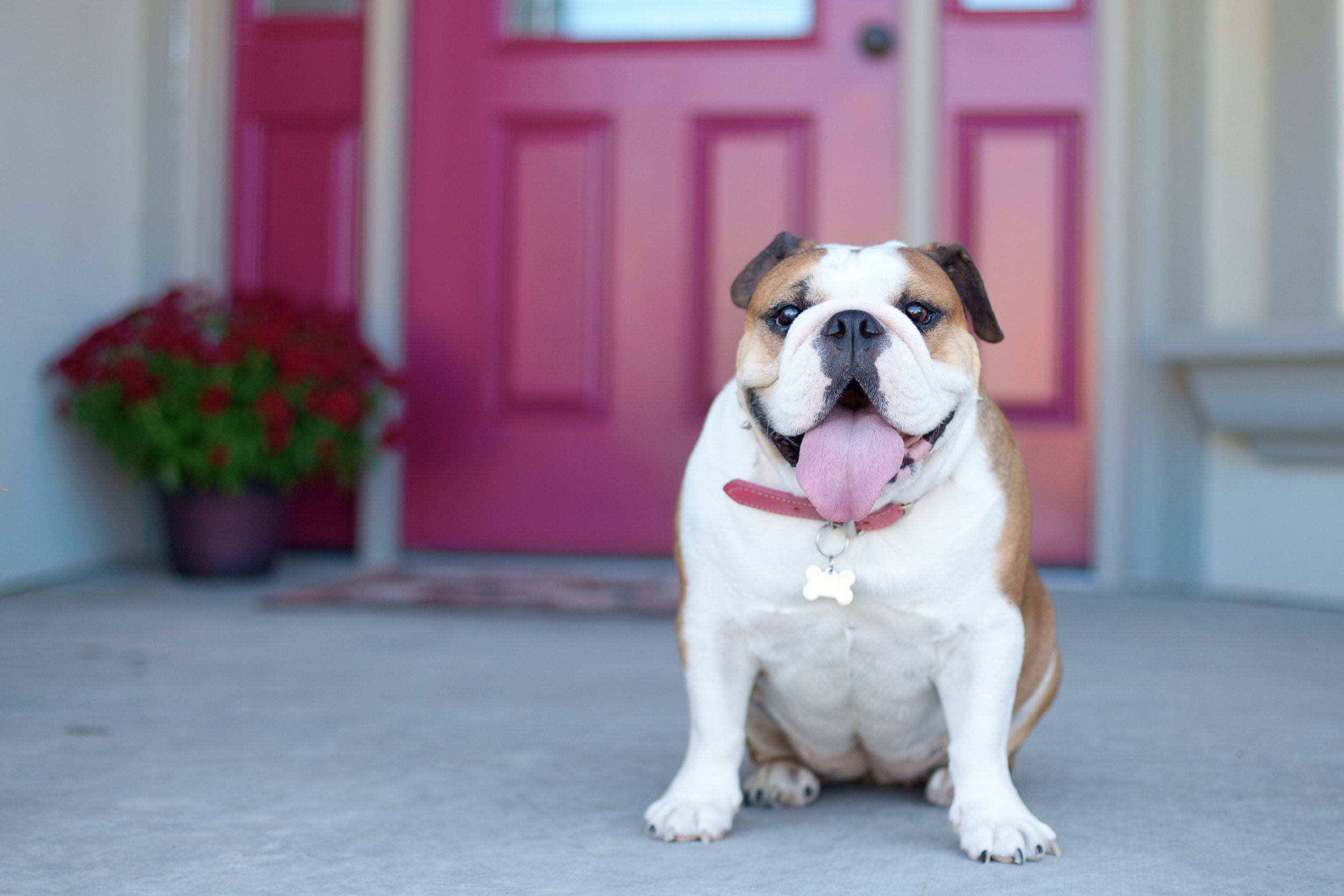 This photo was taken on my parent's front porch. Missy is very comfortable here, so its the perfect place for a quick shot!