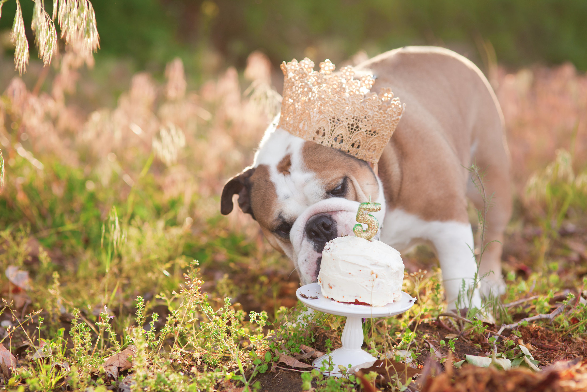 The perfect example of dog bribery! Missy always gets a special treat for her annual birthday pictures. When she turned 5, she had her very first cake smash. The cake helped her focus, and I got some amazing "lick" shots!
