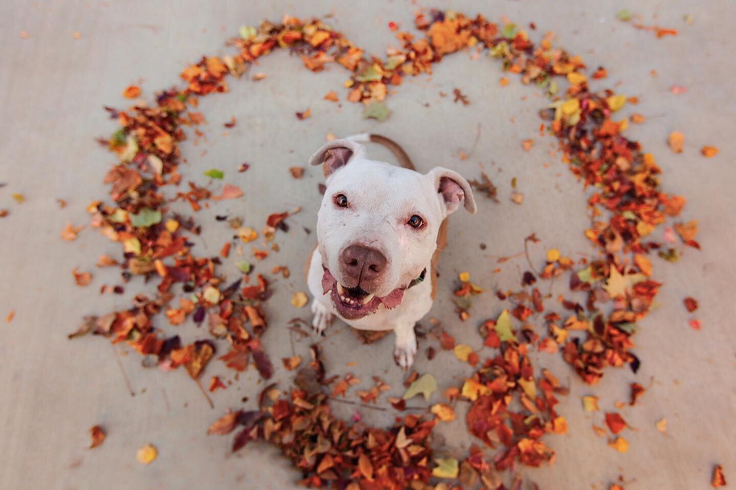 Reminder that you can make a &hearts;️ out of anything 🍁 with enough determination and a dog. #valentinedog #tricitiesphotographer #hairofthedogblog