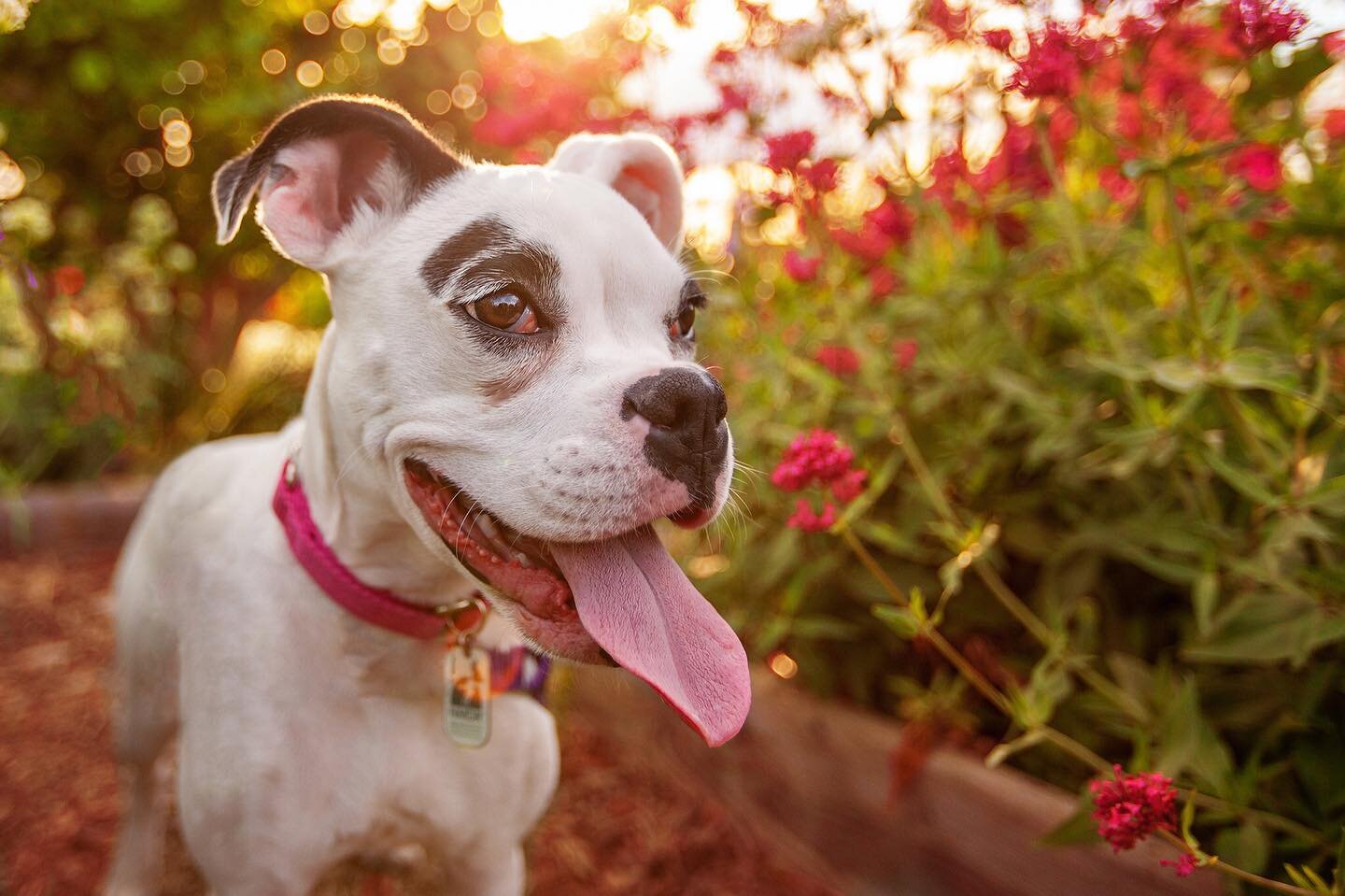 Woke up to snow, so I&rsquo;m posting spring photos of rescue dog Snow to manifest better weather. Update: she is now a proud foster fail. #rescuedismyfavoritebreed #adoptdontshop #tricitieswaphotographer