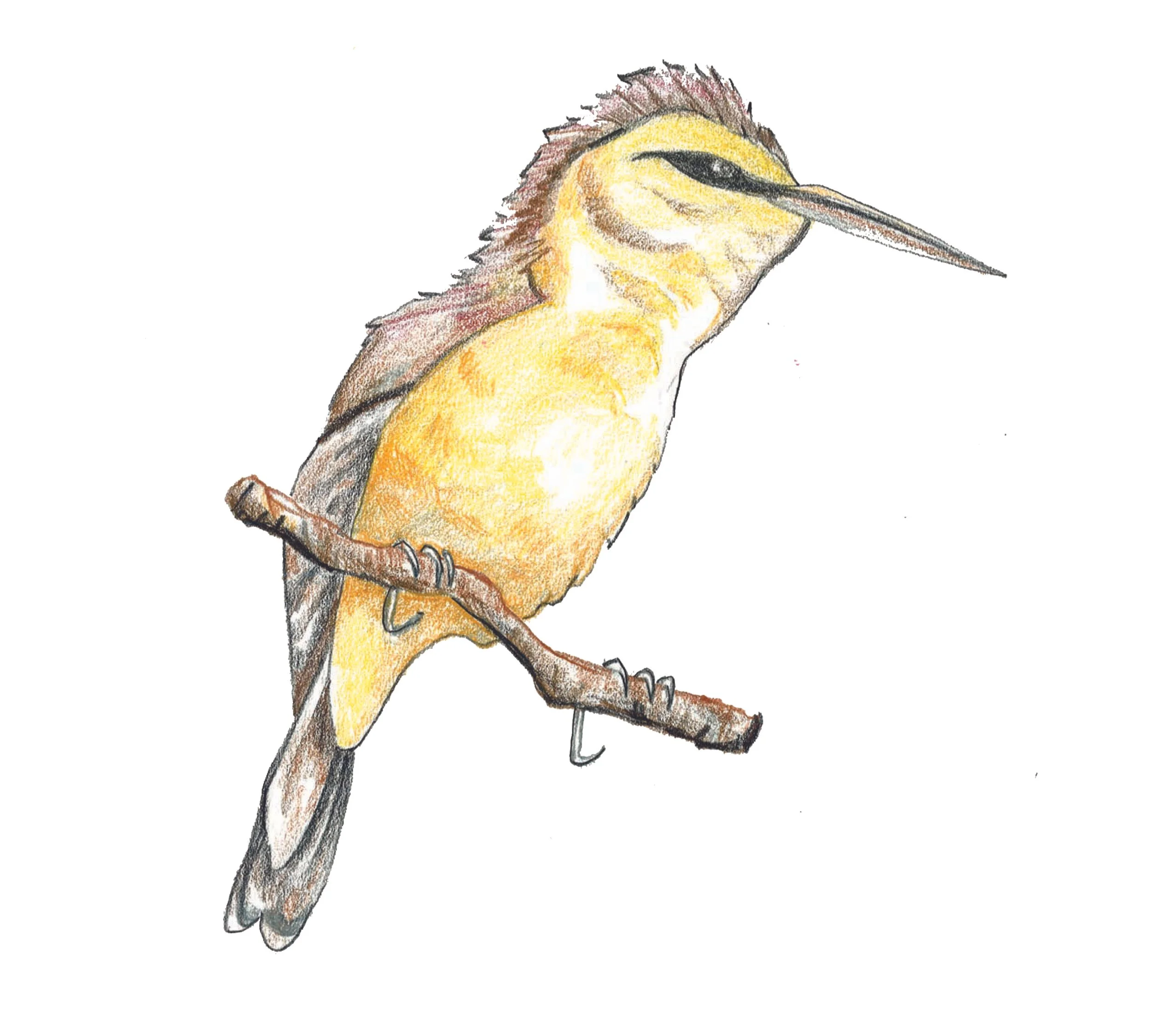 NightingaleReedWarbler_GS - reduced.jpg