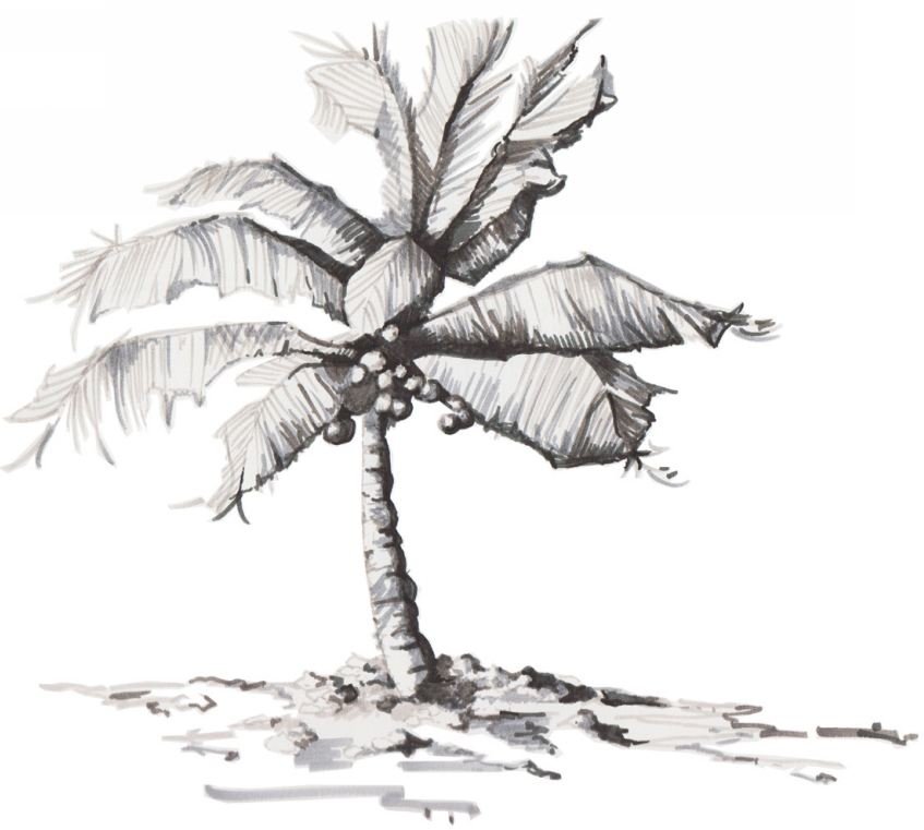 Palm Tree.JPG