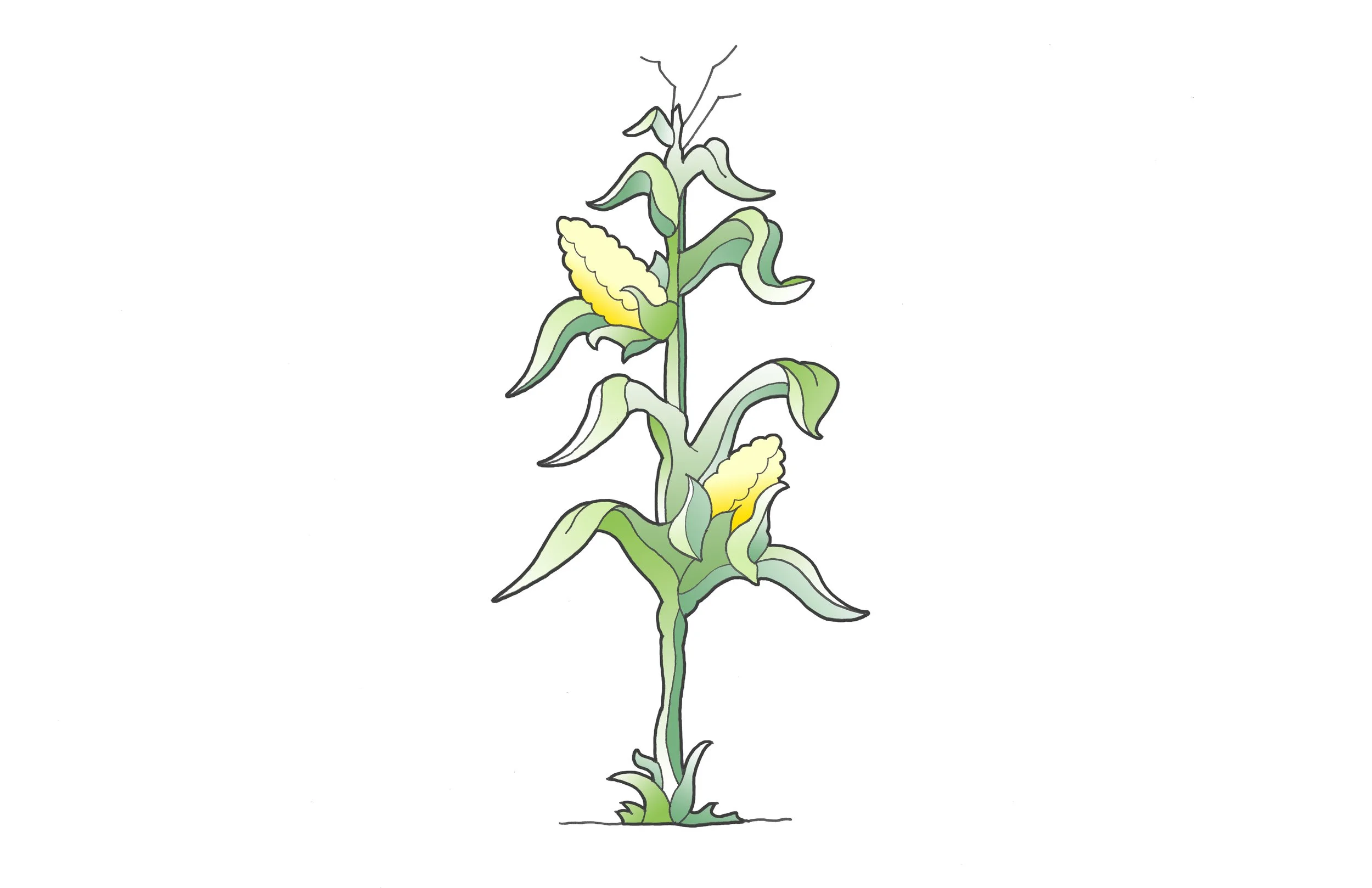 Corn Stalk_141023.jpg