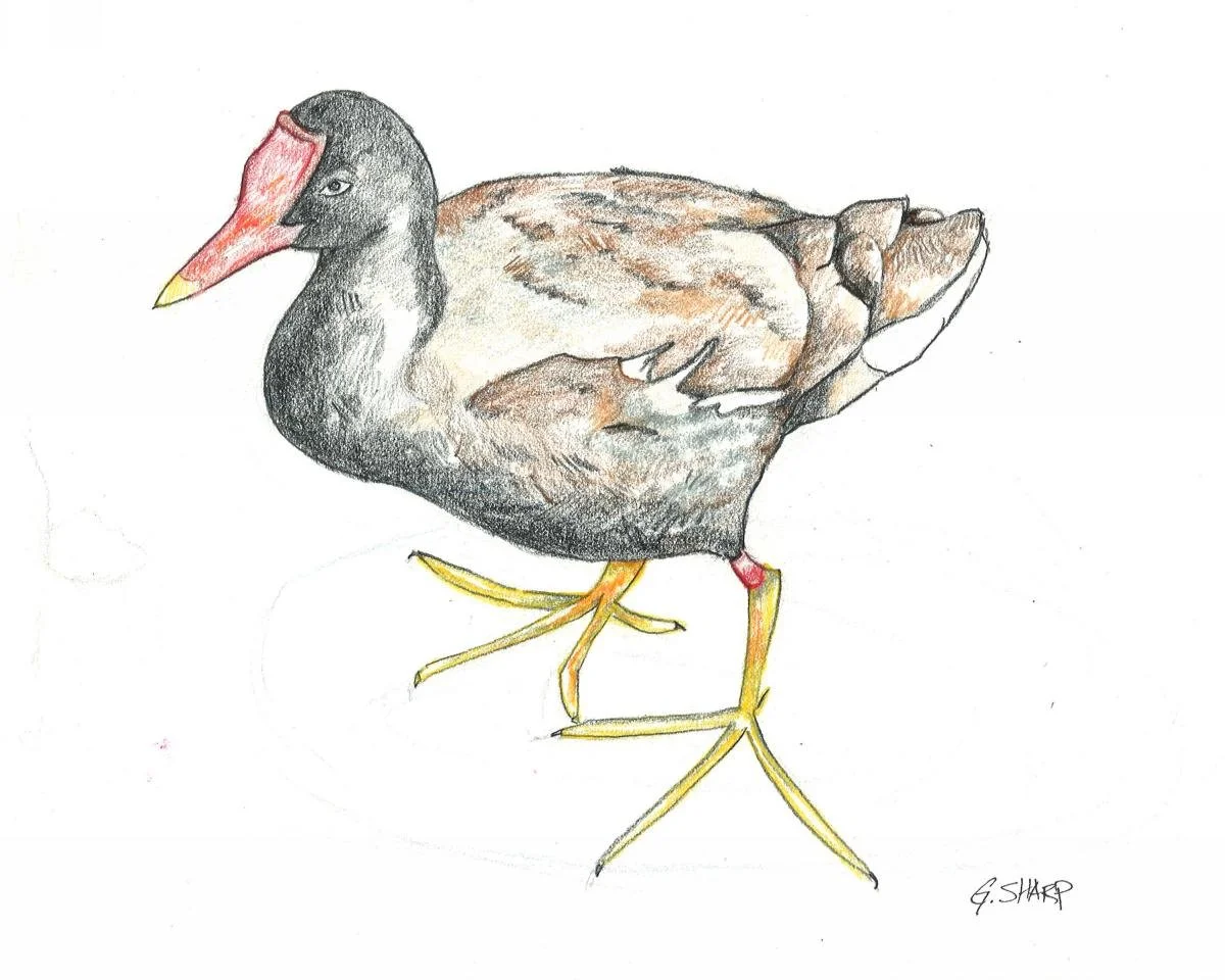 Moorhen01_GS.jpg