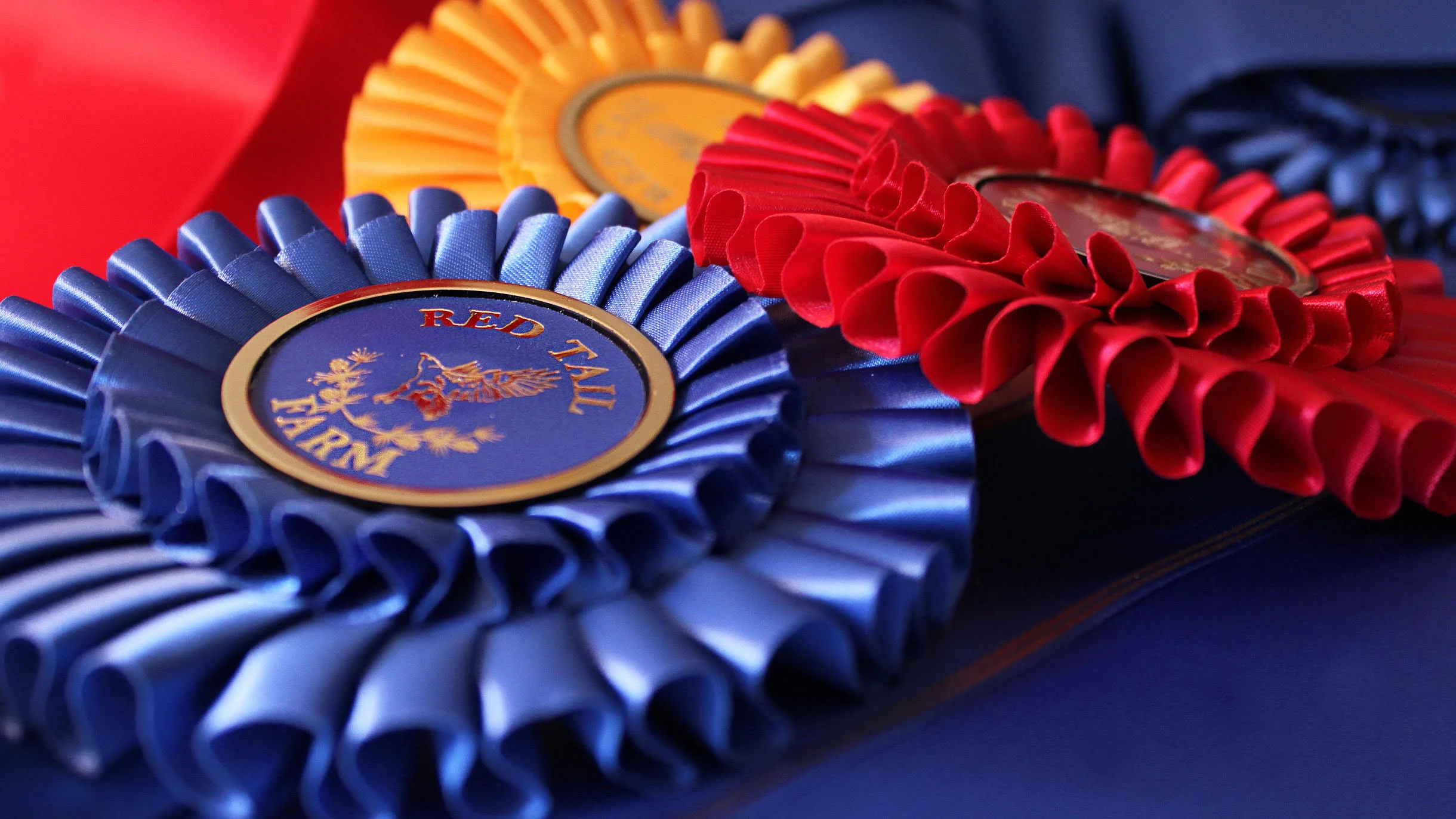 Dressage at Red Tail Farm June I &amp; II