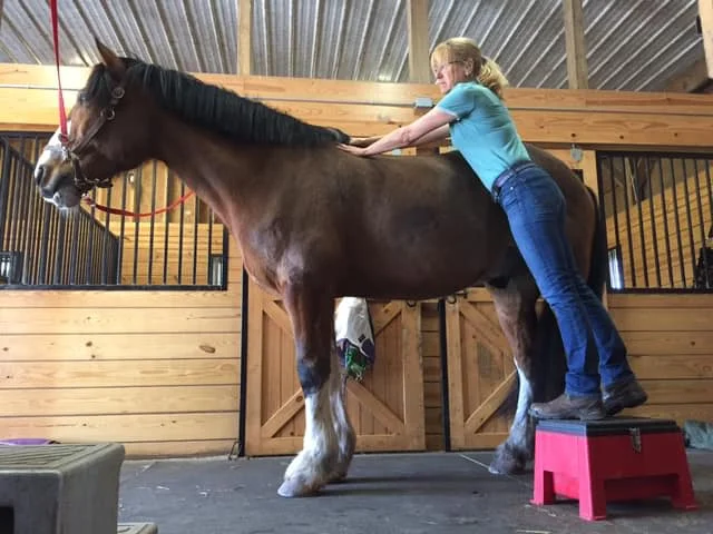 Equine Myofascial Release Therapy Workshop