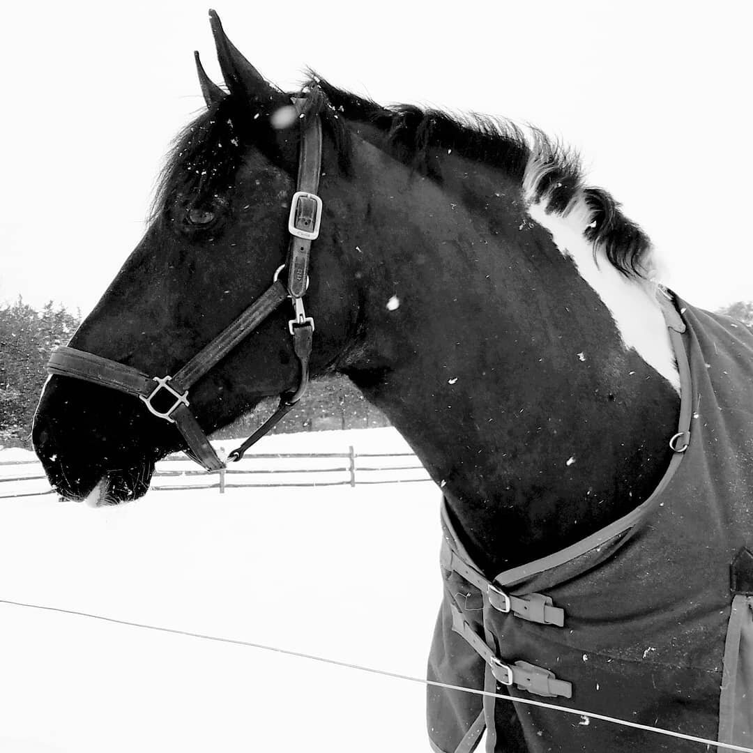 obligatory snow day at the farm photos! #blizzard