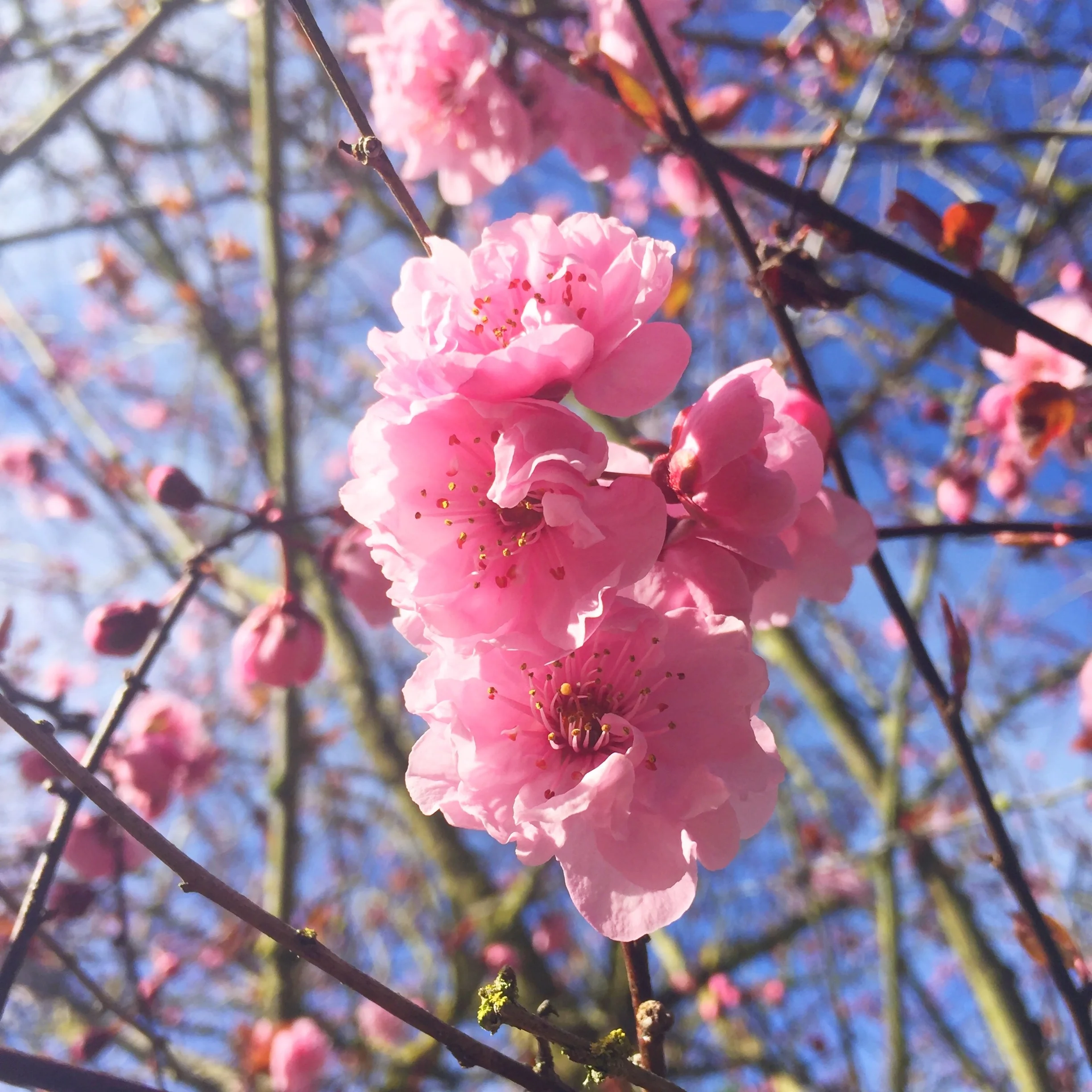 cherryblossoms.jpg