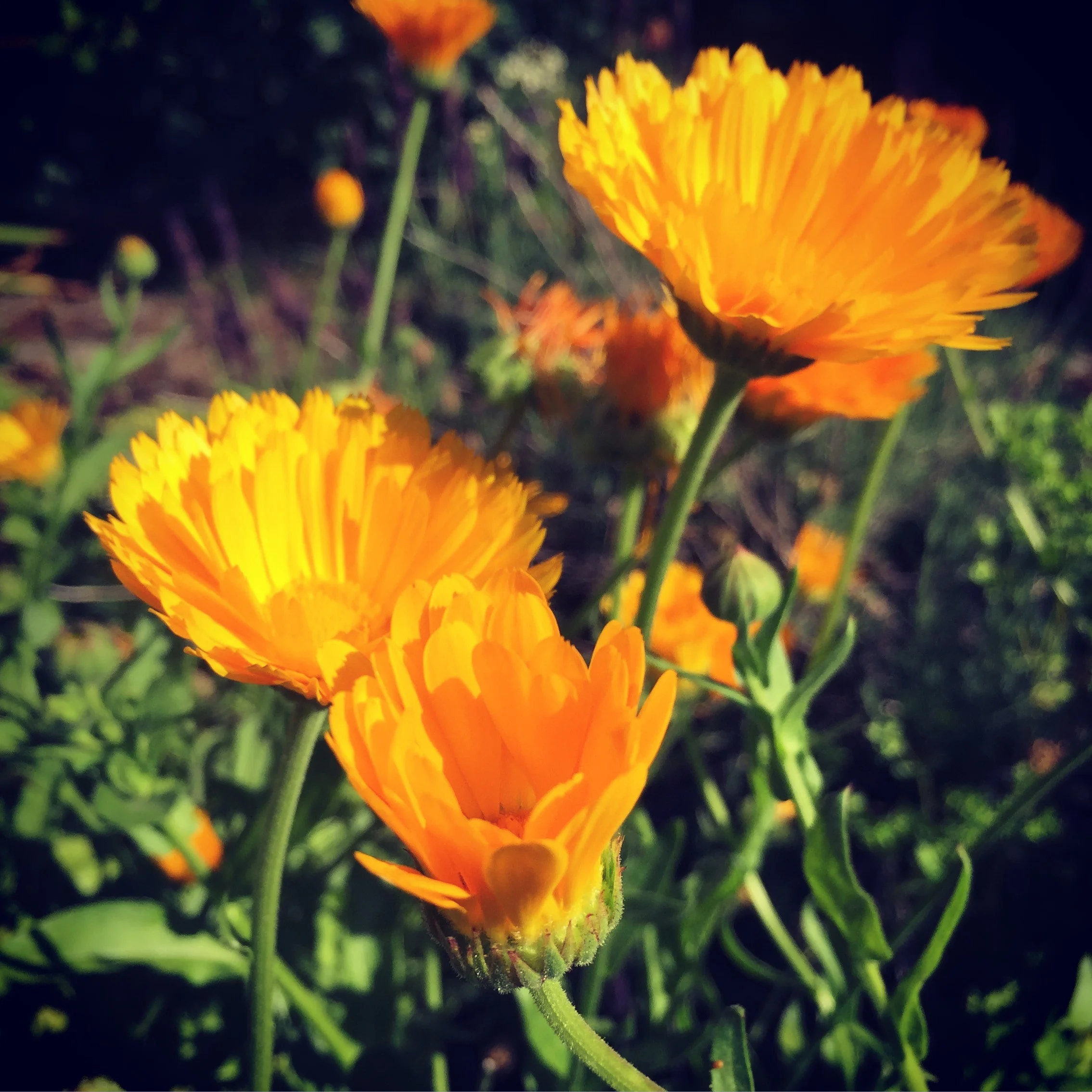 Calendula.jpg