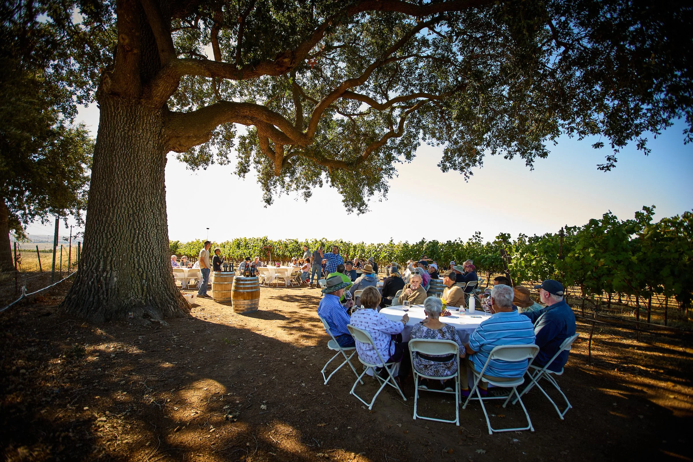 Taste YOUR Terroir - a Guided Vineyard Tour, Tasting and Picnic with legendary grower Julio Covarrubias &amp; Friends