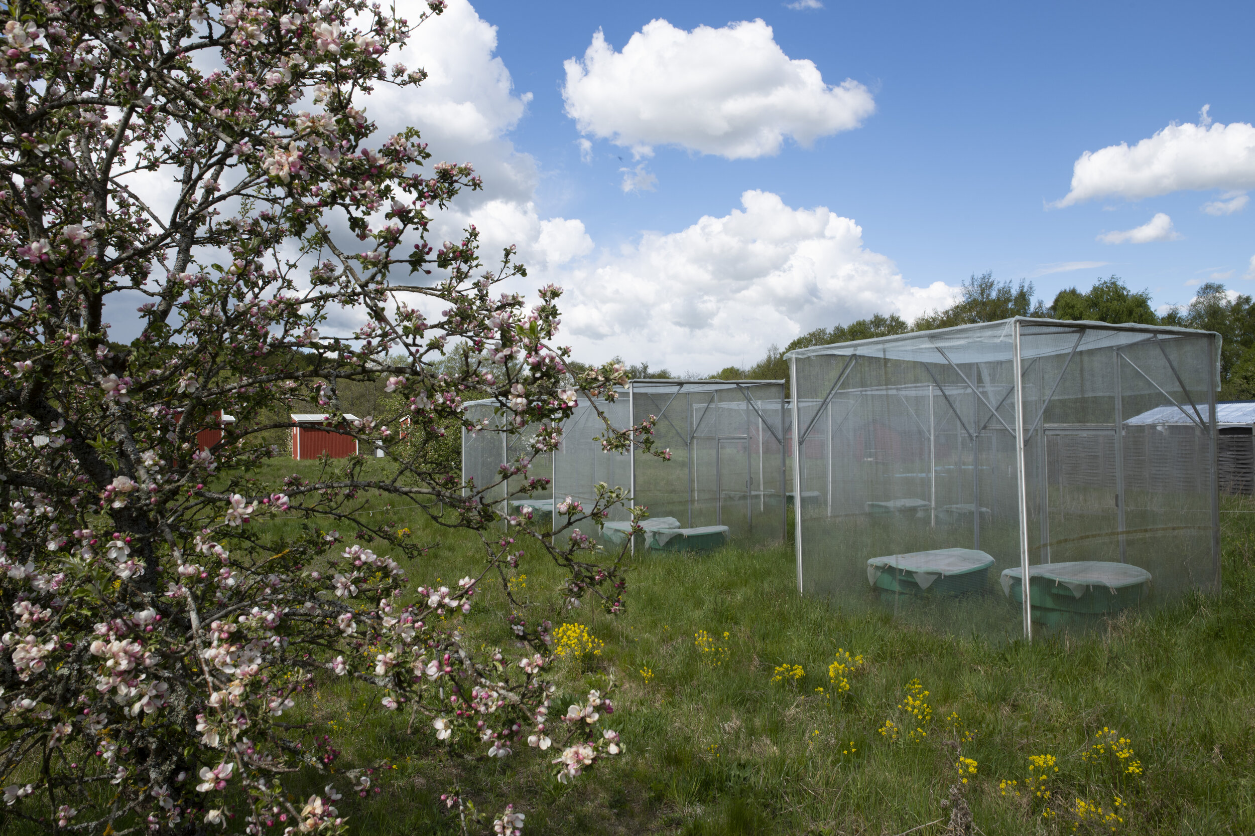  field enclosures at Stensoffa field station, Sweden 
