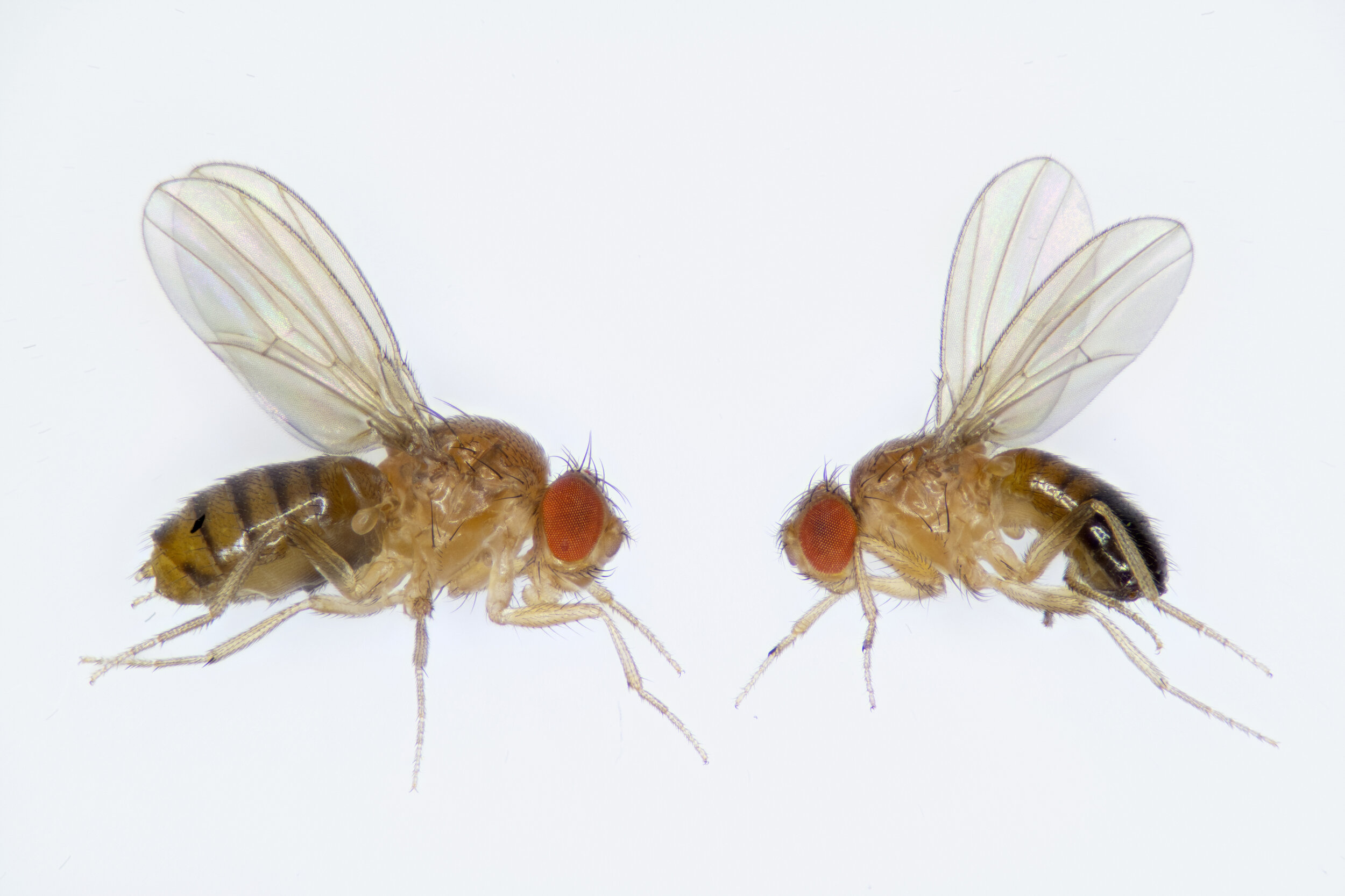  female and male  Drosophila melanogaster  