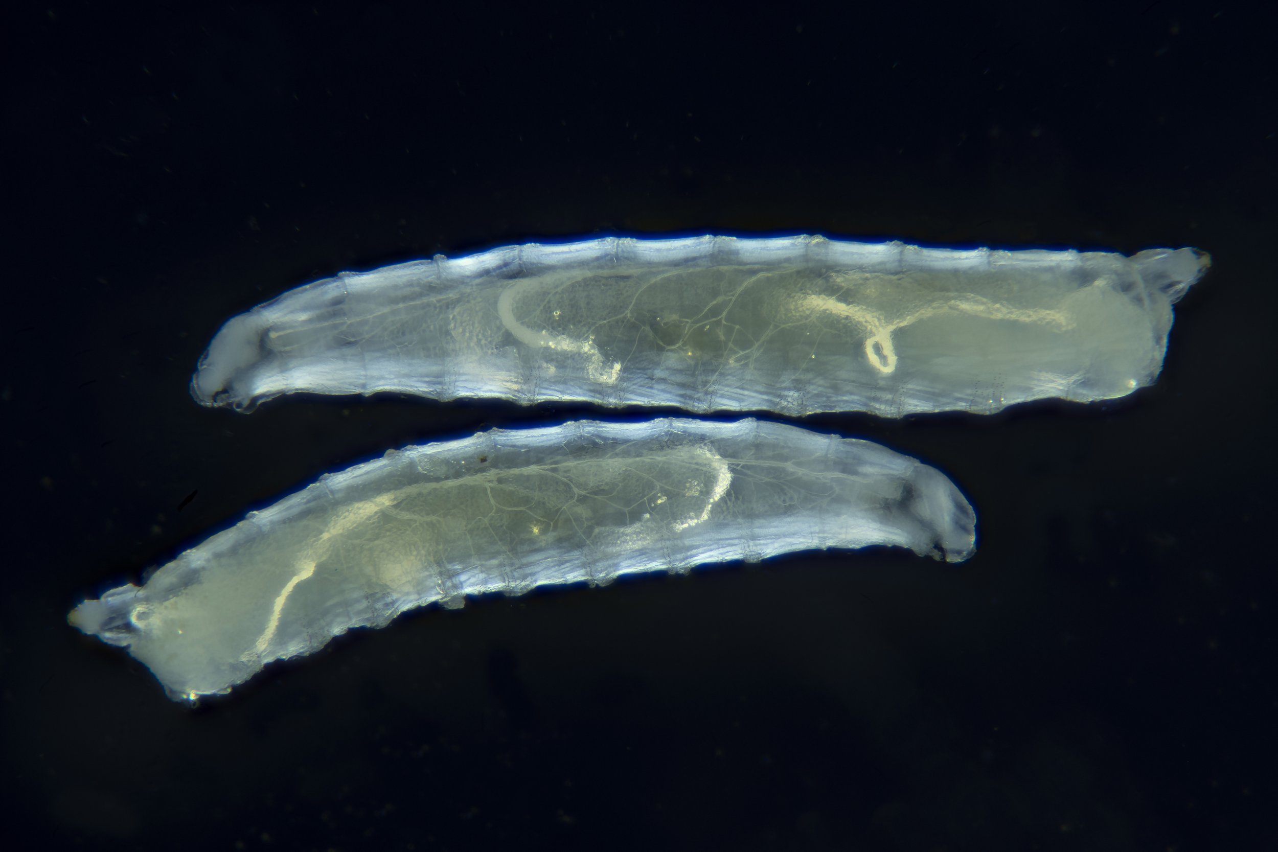   Drosophila melanogaster  larvae, cross polarized light 