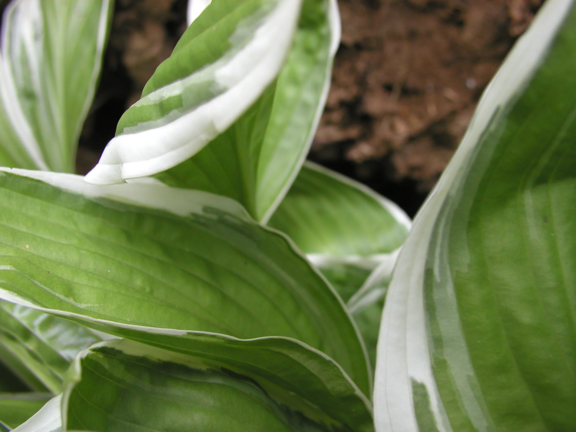 Photos by Michael Leonard