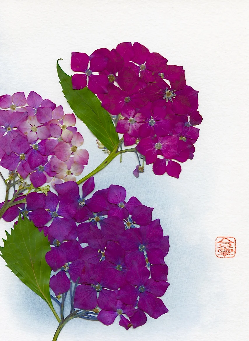 three hydrangeas 2017.jpg