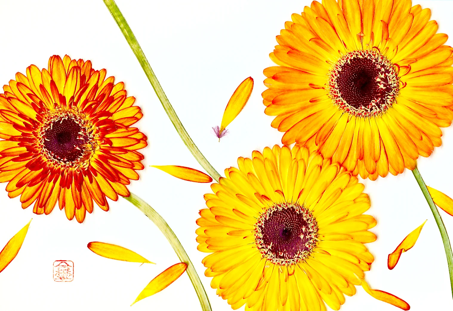 three orange gerberas 2017.jpg