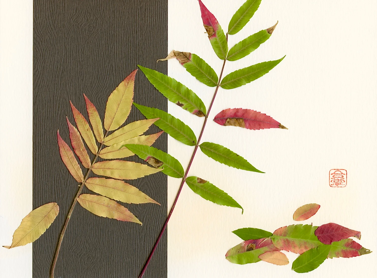 tree in fall 2017.jpg