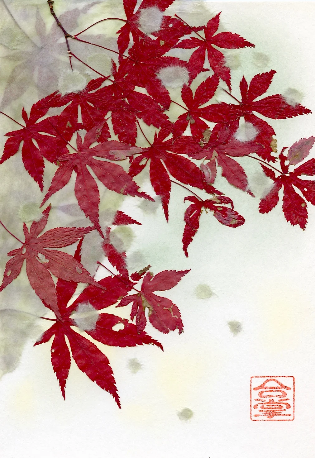 red maple with snow 2017.jpg