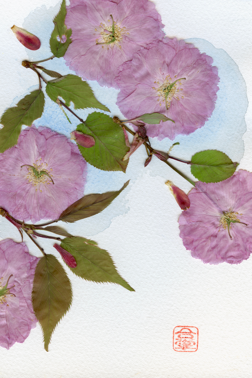 pink sakura 2018.jpg
