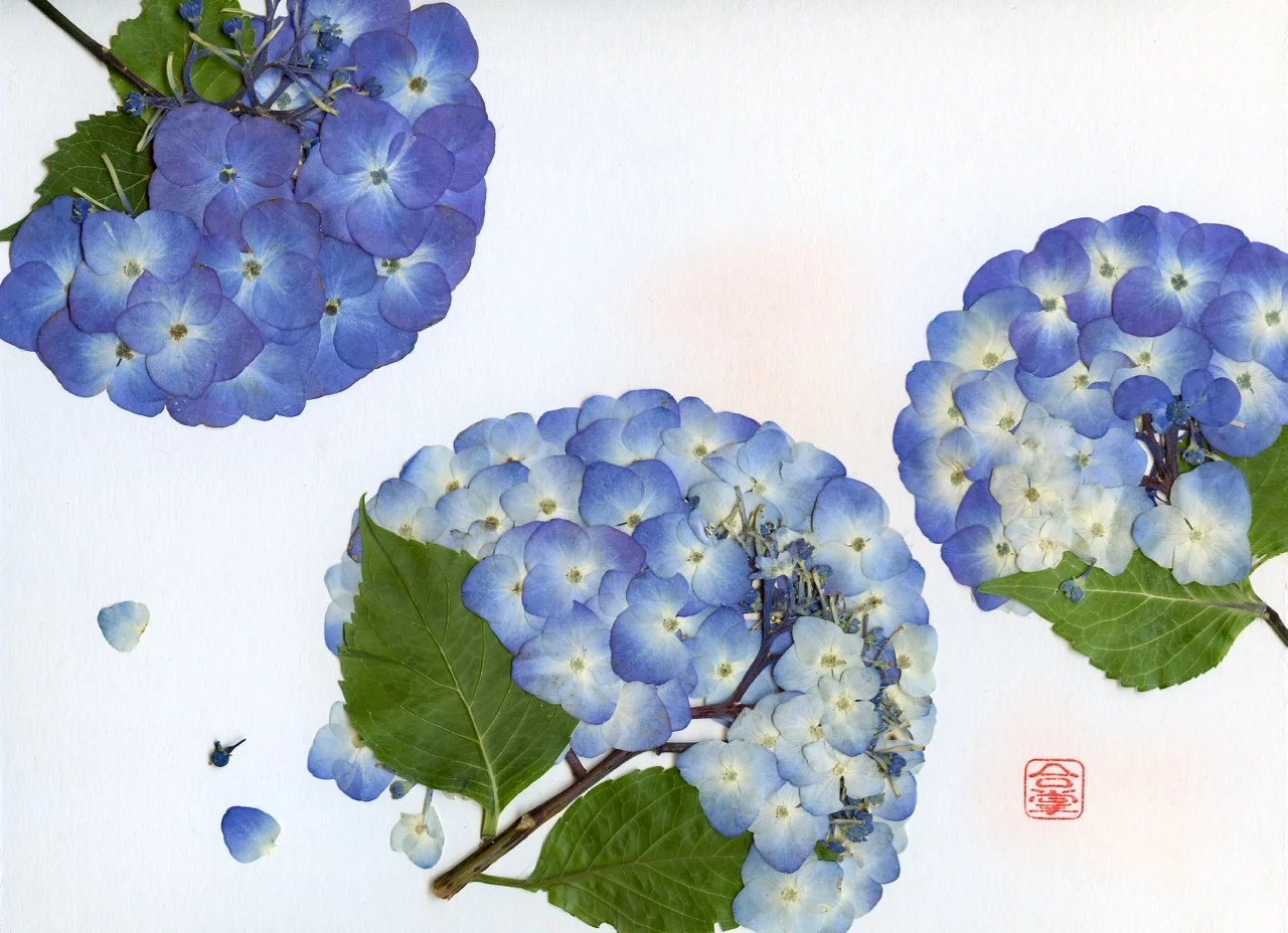 blue hydrangeas three images 2018.jpg