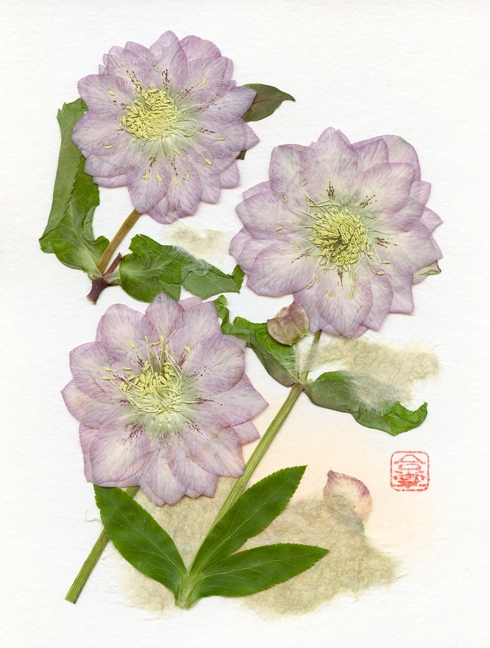 Hellebore pink three 2019.jpeg