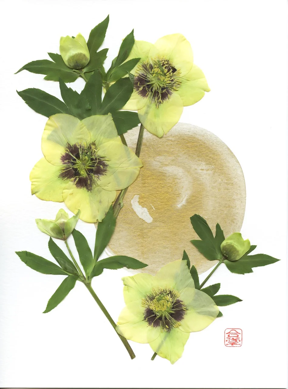 hellebore_yellow_golden bgd_2019-5.jpeg
