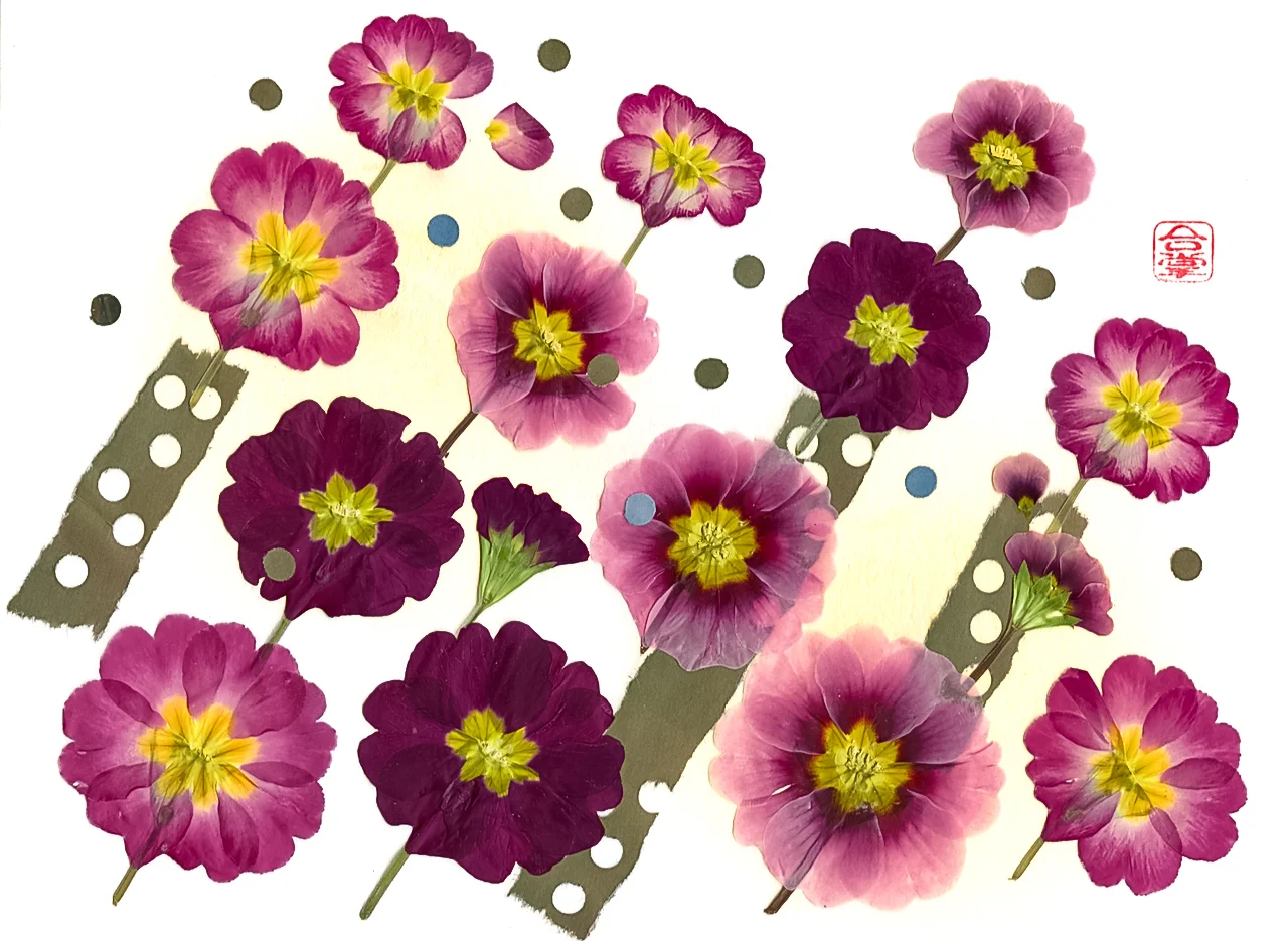 prima rose  2019-5-1.jpg
