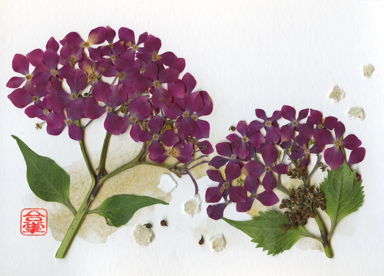 two red hydrangeas 2018-1.jpg