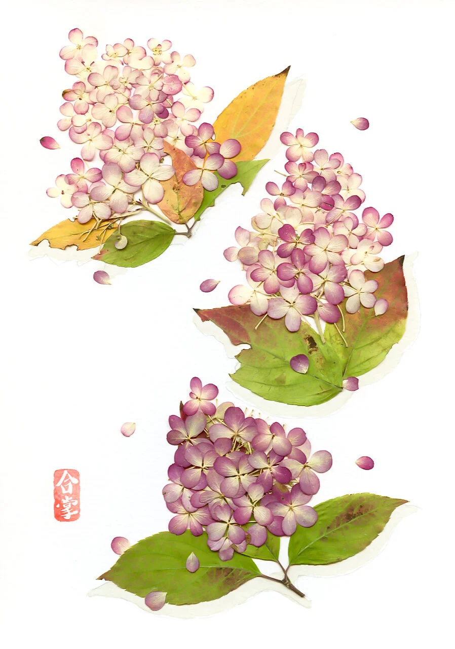 fall hydrangeas 2020-1.jpg