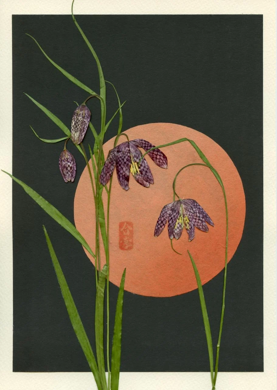 chocholate lilies  2021.jpg