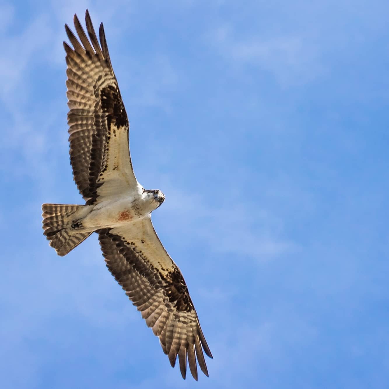 Caught this beautiful osprey keeping an eye on me while I was waiting for a grey wolf in Yellowstone. Wolf pics coming soon!