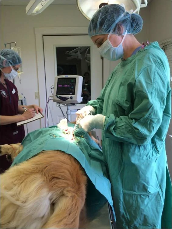 We refer surgeries to local clinics we trust and who communicate closely with us about every patient.