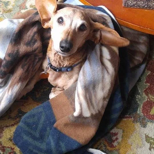 Bailey when we first met him, nestled in his blankets!