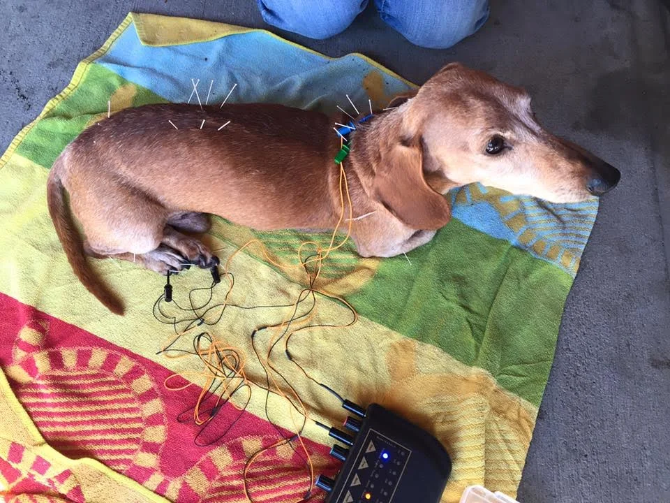 Bailey being a champ for his acupuncture (he is actually staring at the treat bag). 