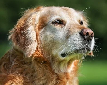 dog2.jpg