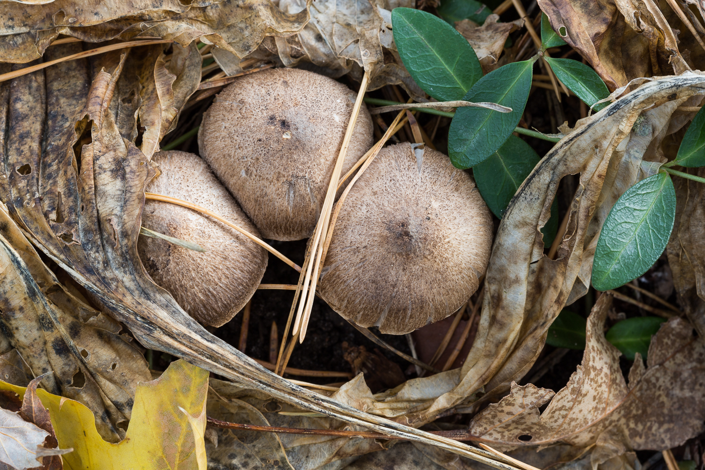 Hosta Leaves and Mushrooms