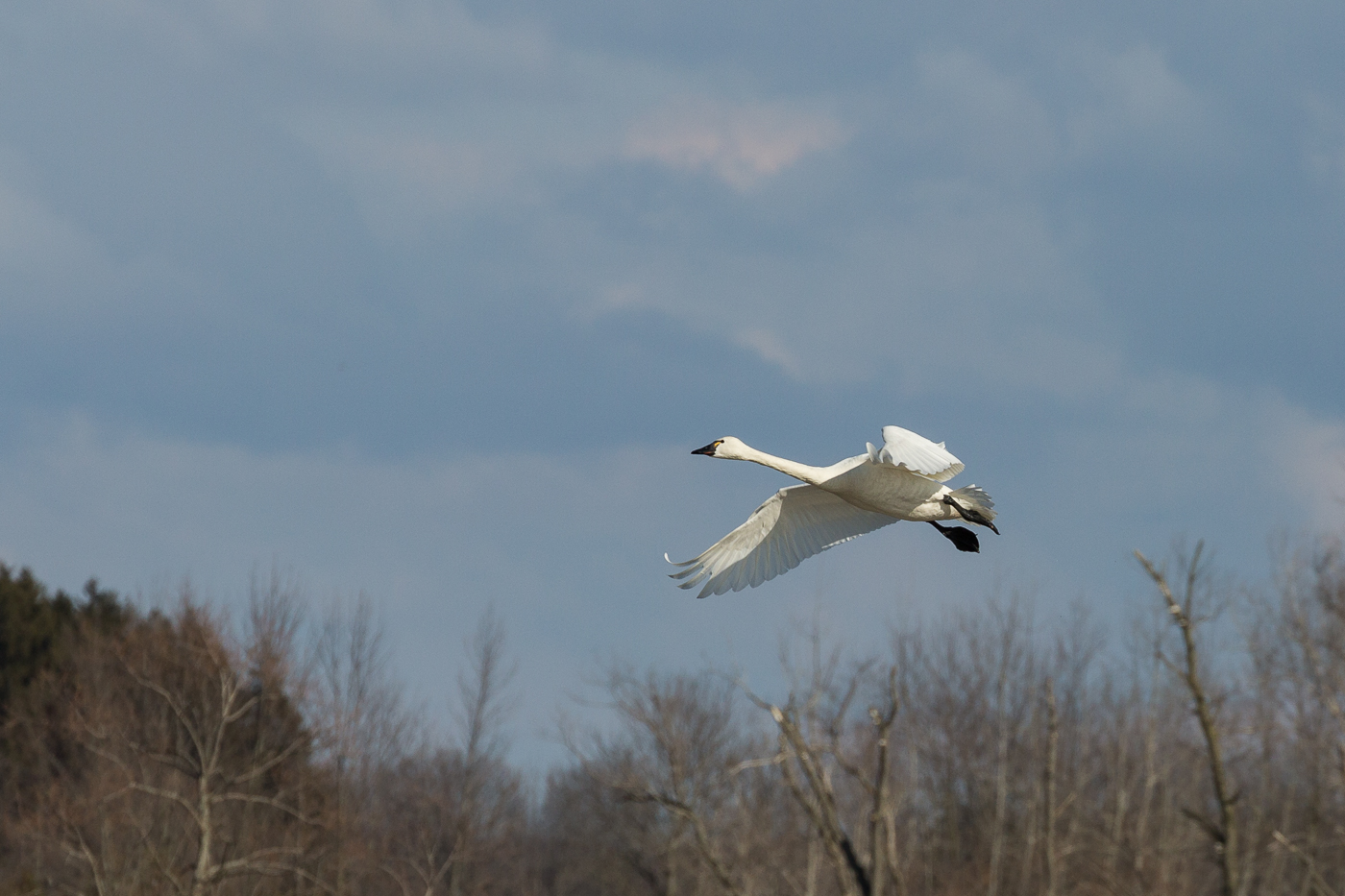 Tundra Swan in Flight