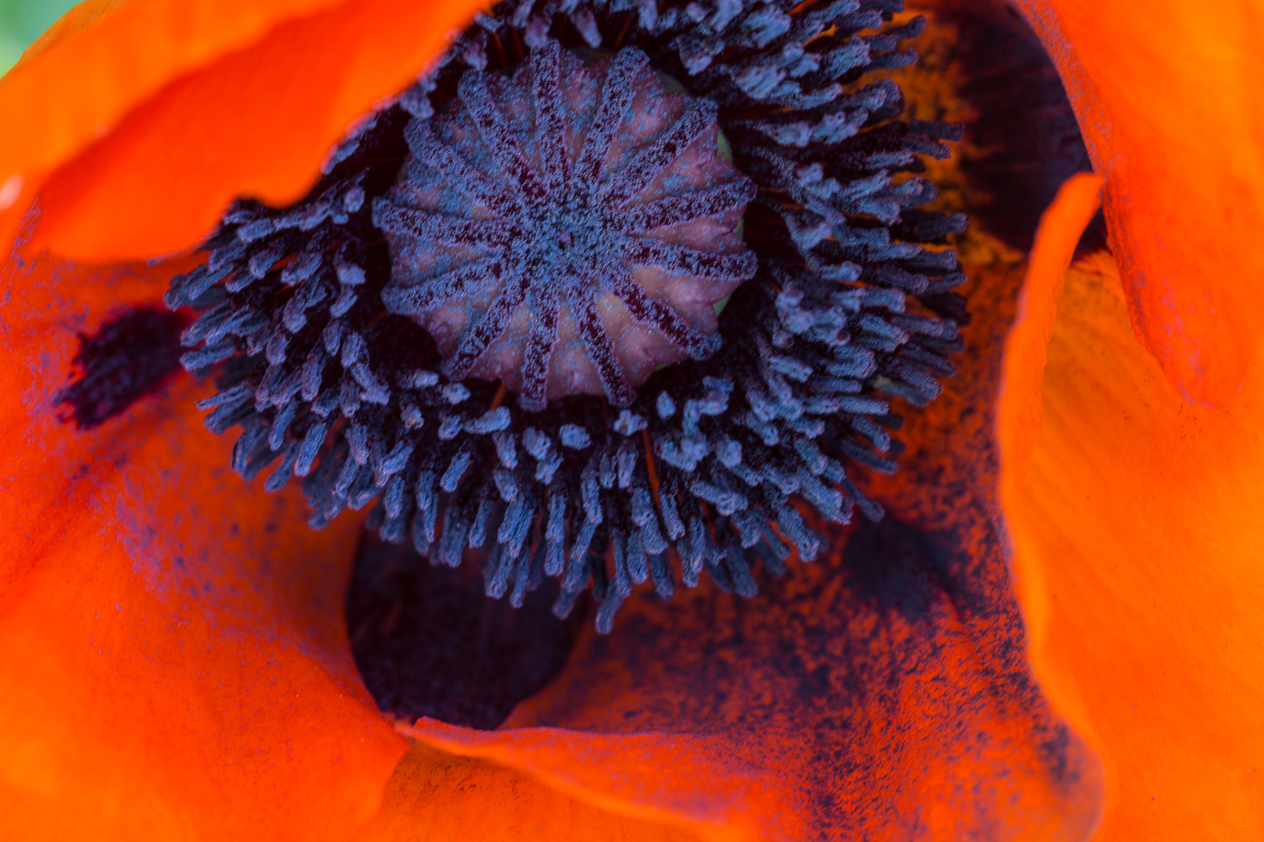 Red Oriental Poppy