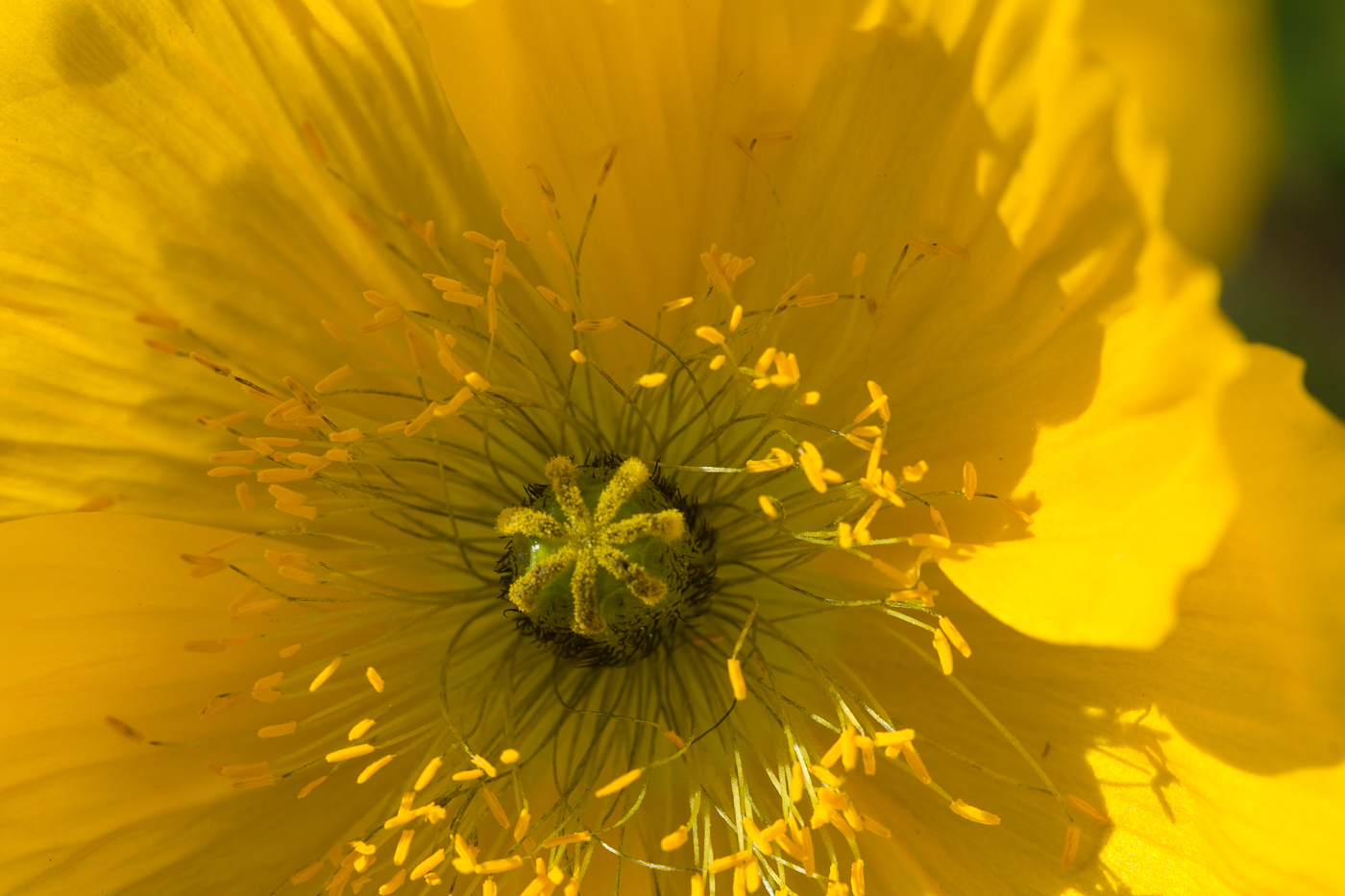 Yellow Iceland Poppy