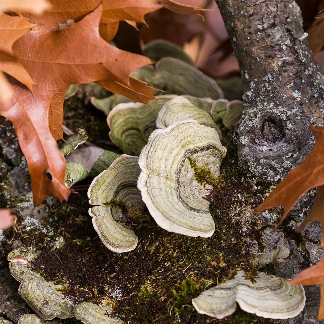 Fungus and Oak Leaves