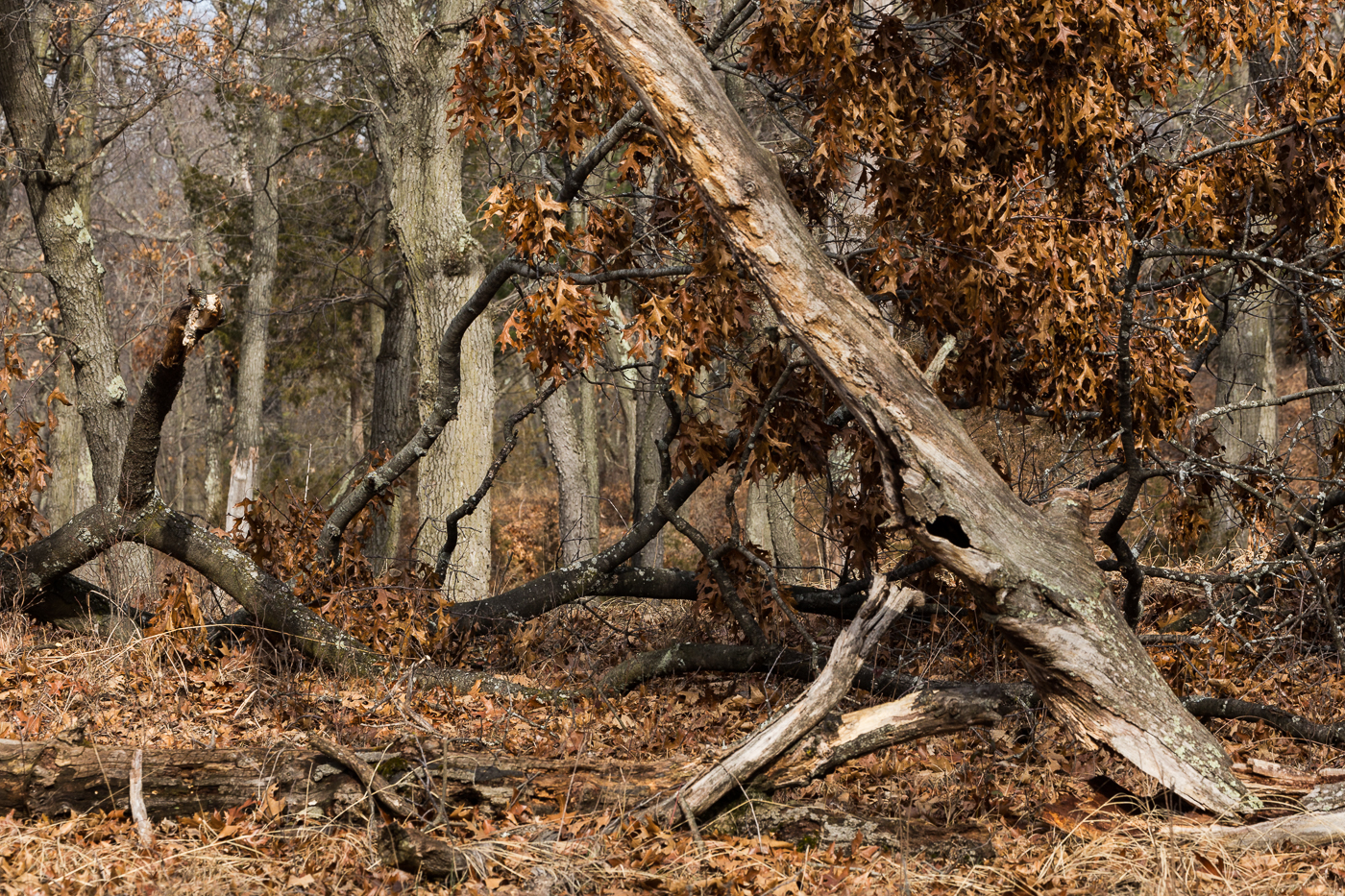 Storm Damaged Trees
