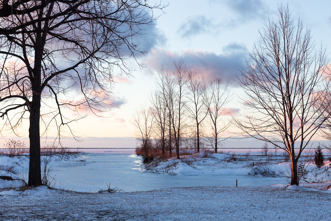 Trees Along the Shore in Winter