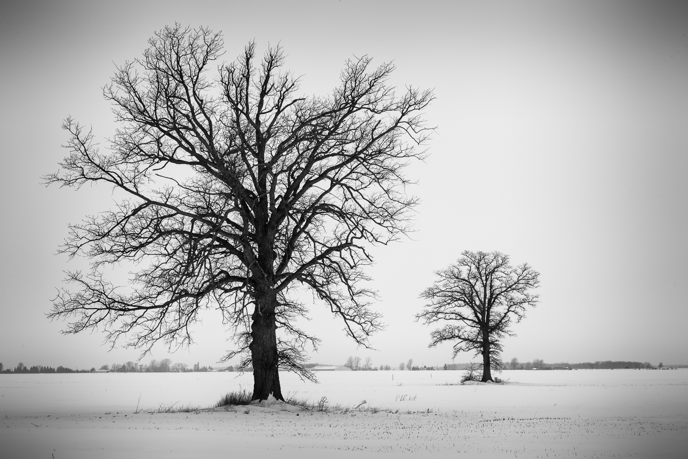 Winter's Trees — Christine Croucher